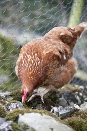 landscape feb 2016 cumbria 101 sm-c30.jpg